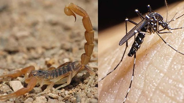 Alacranes