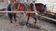 Los caballos fueron rescatados tras la denuncia de maltrato animal.