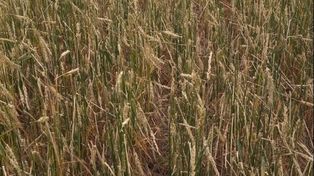 El 10% del trigo de la región núcleo entre regular y malo