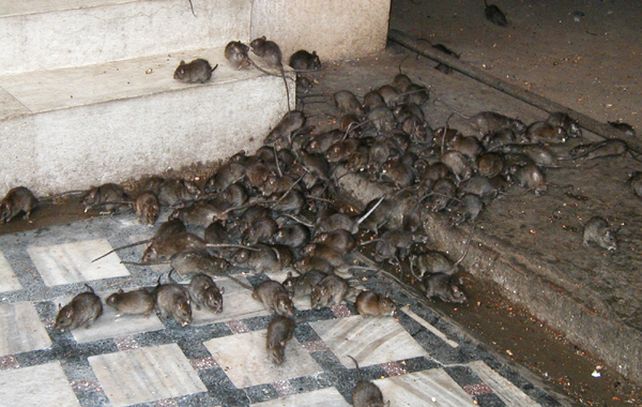 Rosario: confirmaron oficialmente un caso grave de leptospirosis