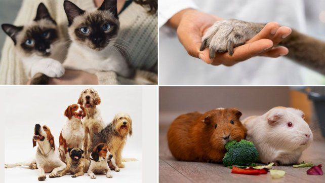 El Concejo Deliberante de Concordia aprobó una ordenanza que prohíbe la cría y comercialización de animales domésticos con fines lucro&nbsp;