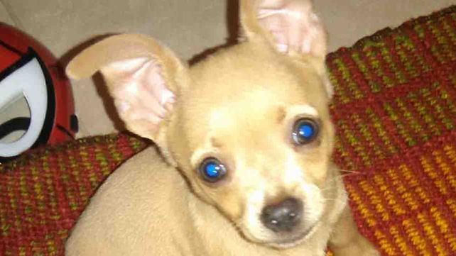 Tiene seis años y ofrece sus juguetes y sus ahorros como recompensa por su perrito