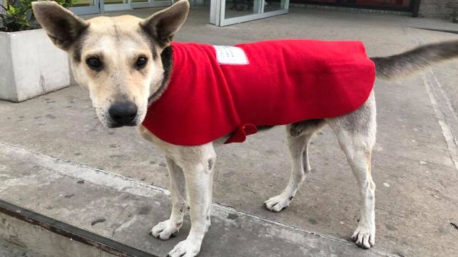 Un poncho para un callejerito, una campaña para abrigar a  los perros de la calle