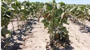 La cosecha de soja bajaría a 27 millones, completando la peor de las últimas quince campañas.
