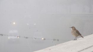El tiempo en Rosario: nuevamente habrá niebla para arrancar el lunes