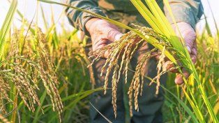Entre Ríos tuvo un rendimiento histórico en arroz y una cosecha récord de soja