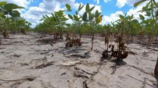 La soja de segunda aún conserva margen para recuperarse, aunque presenta crecimiento atrasado.