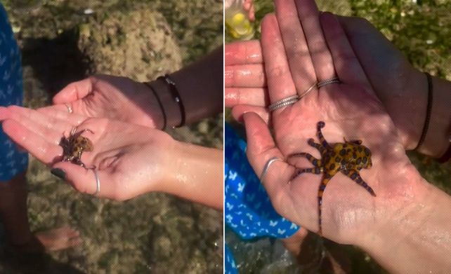 Poderoso el chiquitín. El pulpo tiene un veneno mortal y encima no hay un antídoto.&nbsp;