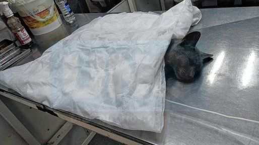 Paraná: proteccionistas denuncian que se castró menos de la mitad de animales pactados