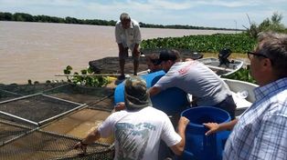 Siembras de sábalos y pacúes en Gobernador Crespo y Reconquista
