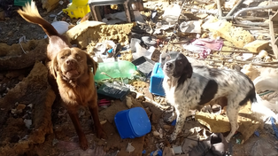Rescatan cinco perros que estaban a la intemperie y en mal estado de salud