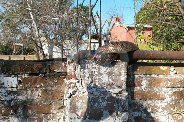 Un corondino halló una curiyú en el tapial de su casa
