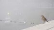El tiempo en Rosario: nuevamente habrá niebla para arrancar el lunes