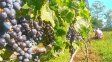 Paraná se convertirá en el epicentro del enoturismo y la gastronmía regional