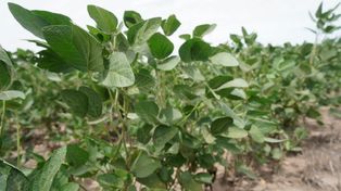 Llegó el agua y frenó el deterioro de los cutivos, pero el granizo golpeó fuerte en la región núcleo