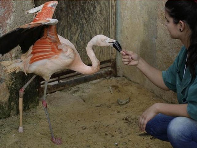 Un flamenco recibió una pata ortopédica