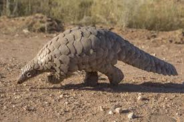 Alerta, Tierra: unas 5,200 especies están en peligro de extinción