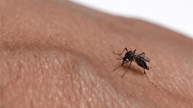Detectaron un caso de chikungunya en Gualeguay. Se procederá a la fumigación