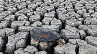 El trabajo de los rescatistas santafesinos para salvar la fauna del lugar