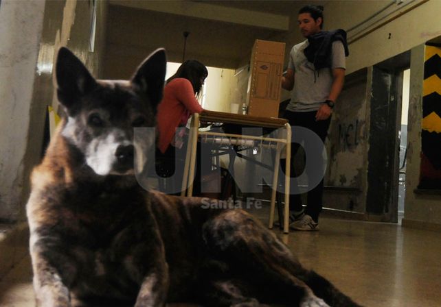 Protagonistas. Los perros se llevaron las miradas. Los callejeros encontraron un lugar para descansar; las mascotas