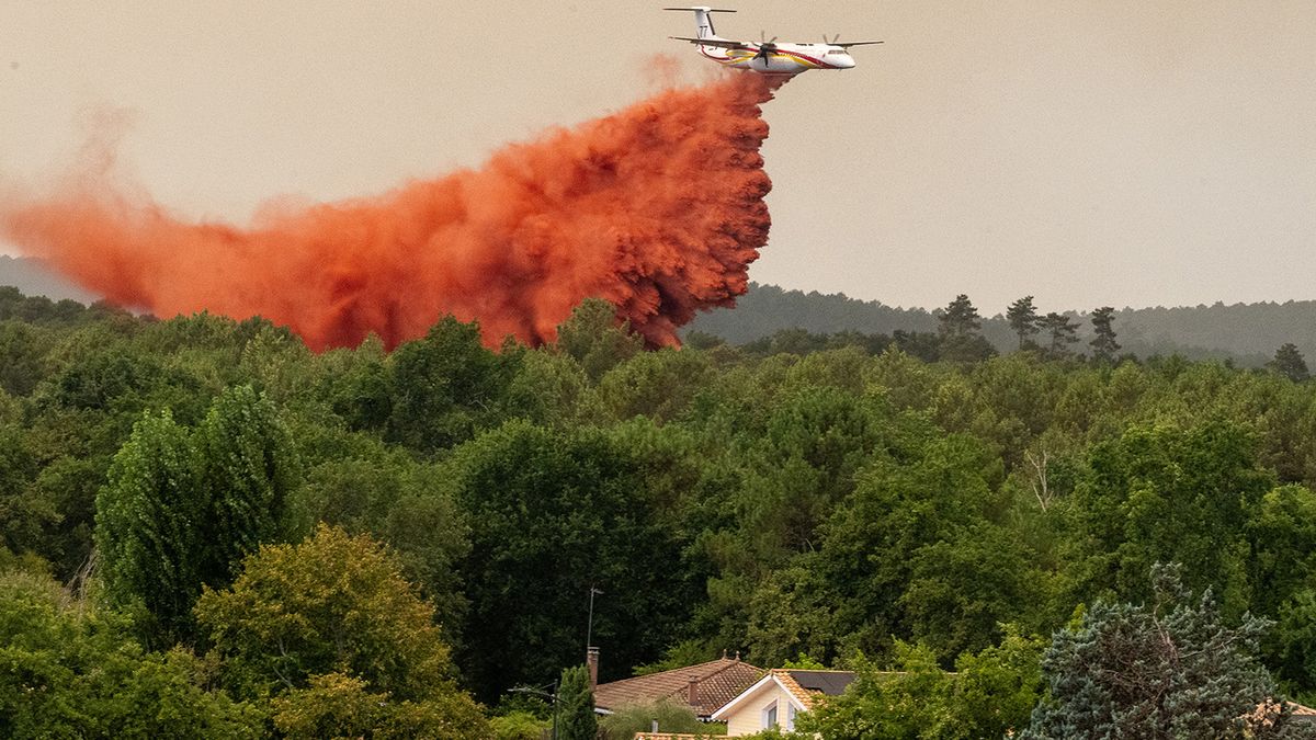 Incendios en Italia: pirómanos utilizan gatos para propagar las llamas en Sicilia