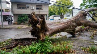 Por la tormenta en el sur de Santa Fe, un árbol cayó en plena calle en Río de Janeiro y cortada Marcos Paz