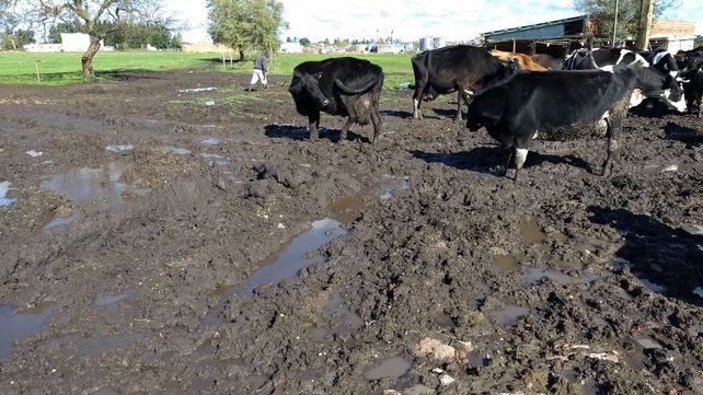 Tras las intensas lluvias es dramática la situación en tambos entrerrianos