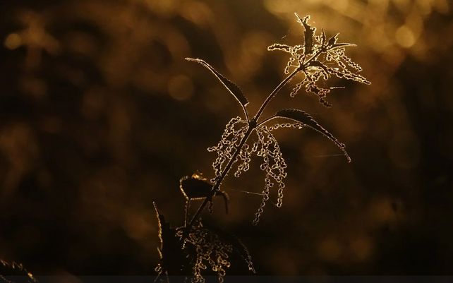 Las maravillosas imágenes que celebran la diversidad de la flora y fauna del planeta
