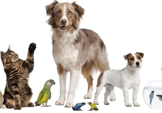 ¿Por qué el 29 de abril se celebra el #DíaDelAnimal?