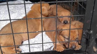 Rescataron a nueve cachorros en una vivienda de la zona sudoeste tras una denuncia de vecinos