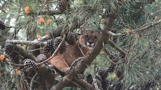 Capturan tras cinco horas a un puma en un pino en Ostende
