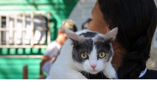 Las castraciones se realizarán este sábado 7 de junio