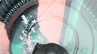 Otro caso de hantavirus en la zona de los lagos de Bariloche