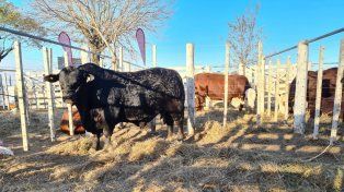 Buen precio. Los toros machos Brangus alcanzaron un valor máximo de 900 mil pesos.