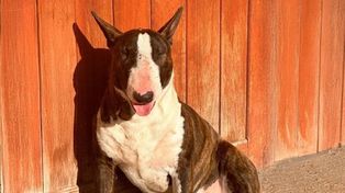 Una mujer fue absuelta por matar a un perro que atentó contra su familia
