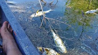 El Arroyo Perucho forma parte de un área natural protegida. Este domingo guardaparques hallaron los peces muertos y dieron aviso al municipio de San José