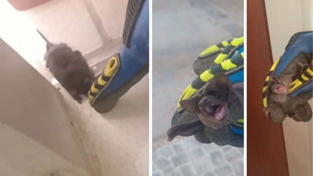 Bomberos Voluntarios intervinieron en el rescate de un murciélago.