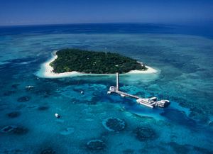 Hallan restos de herbicidas y medicamentos en las tortugas de la gran barrera de coral