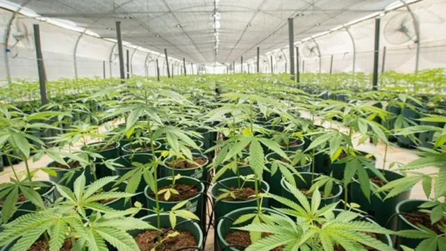Rosario será sede de un congreso abierto y gratuito sobre todos los aspectos del cannabis medicinal.&nbsp;