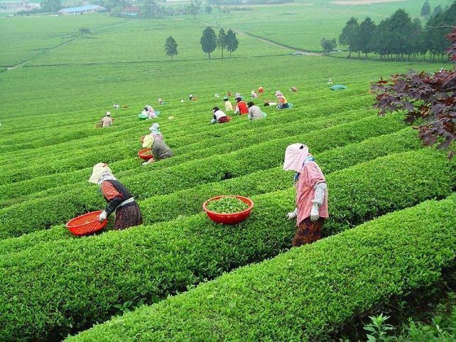 A tomar el té: propiedades y tipos de una infusión con beneficios para la salud