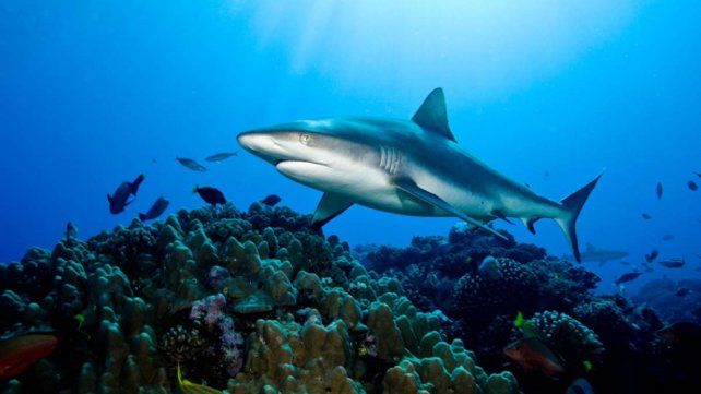 Científicos advierten que una inédita ola de calor marino provocará muertes masivas de especies en el océano Atlántico&nbsp;
