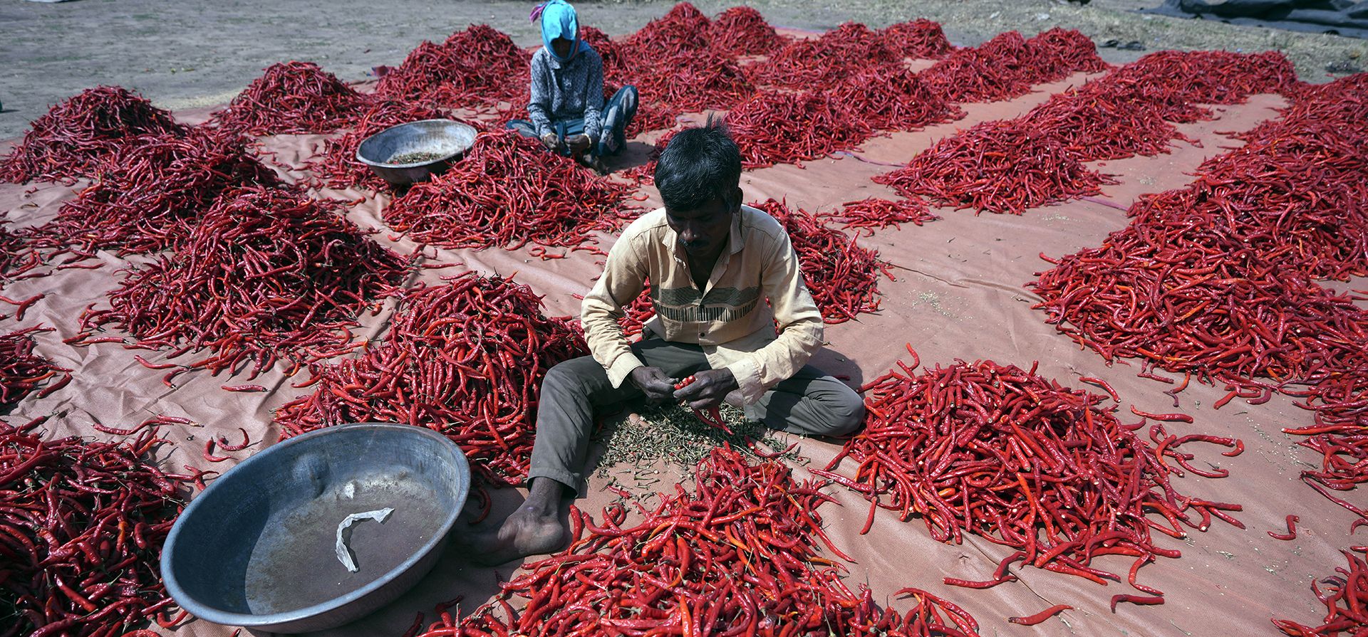 Un hombre quita el peciolo de los chiles rojos en la aldea Shertha en Gandhinagar, India, el viernes 21 de febrero de 2025. (Foto AP/Ajit Solanki) Un hombre quita el peciolo de los chiles rojos en la aldea Shertha en Gandhinagar, India, el viernes 21 de febrero de 2025. (Foto AP/Ajit Solanki)