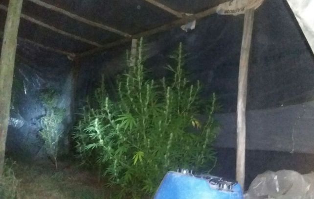 Arrendaba un campo y cultivaba marihuana detrás de la tapera