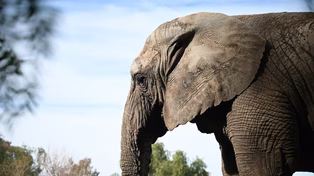 El santuario brasileño acogió a la elefanta Kenya como parte de su programa de recuperación y socialización para elefantes procedentes de zoológicos (Crédito: Prensa gobierno de Mendoza)
