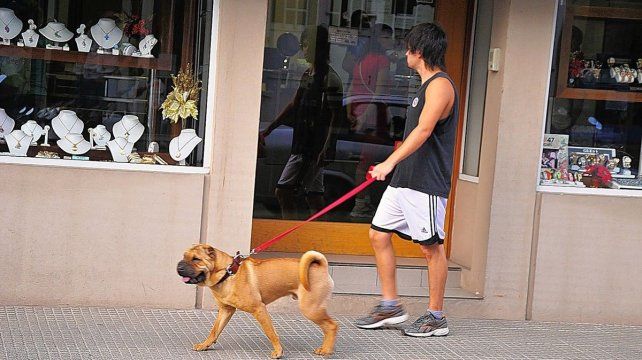 Vínculos: cada vez más gente prefiere tener una mascota en vez de un hijo
