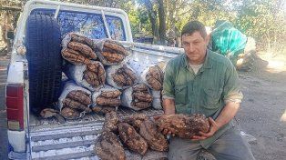 Productor hortícola de Paraná logró cosechar batatas gigantes: algunas superan los cinco kilos