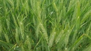 La BCR registró un 25% más de intensión de siembra de trigo