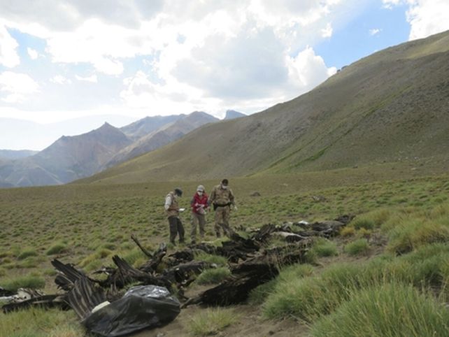 cuerpos. Las aves encontradas en un sector de la cordillera.