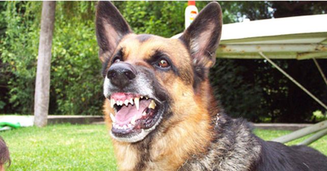 Se supo: un estudio concluye que la agresividad de un perro es culpa del due&ntilde;o