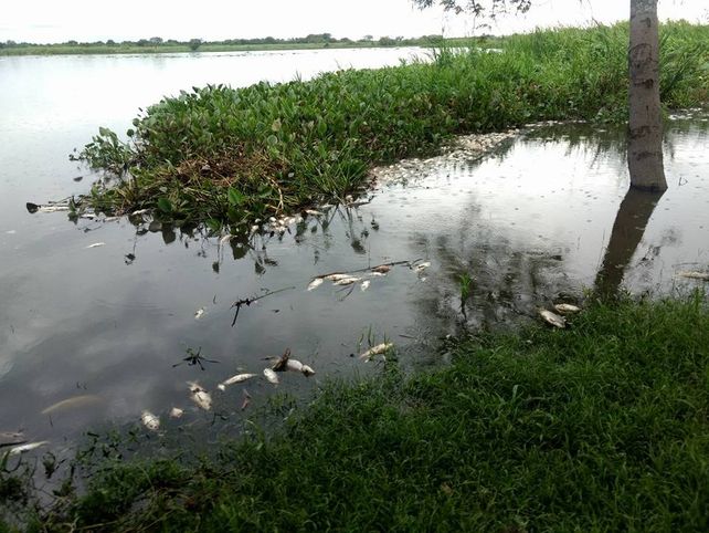 Mortandad de peces: los análisis de agua dieron negativo, inclusive de glifosato